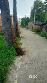 Urgent for sell plot