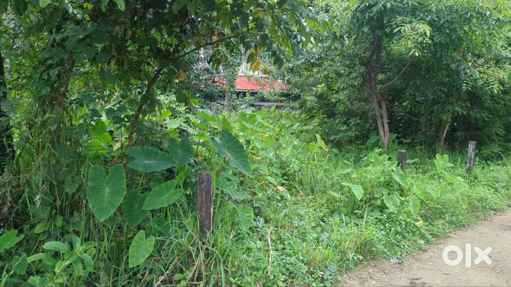 Facing panchayath road, 1 km west of edamuttam center