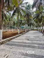 Cocount Farm near Pollachi road
