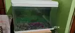 Fish aquarium box
