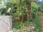 4 cent compact house plot 100 mtr near EMax theater medical college