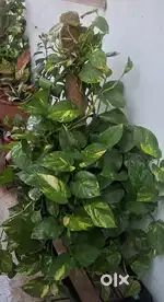 Money plant