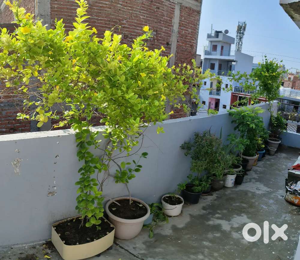 Plants with pots