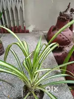 Plants for sale