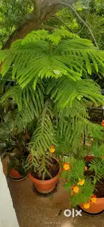Well maintained exotic plants for sale