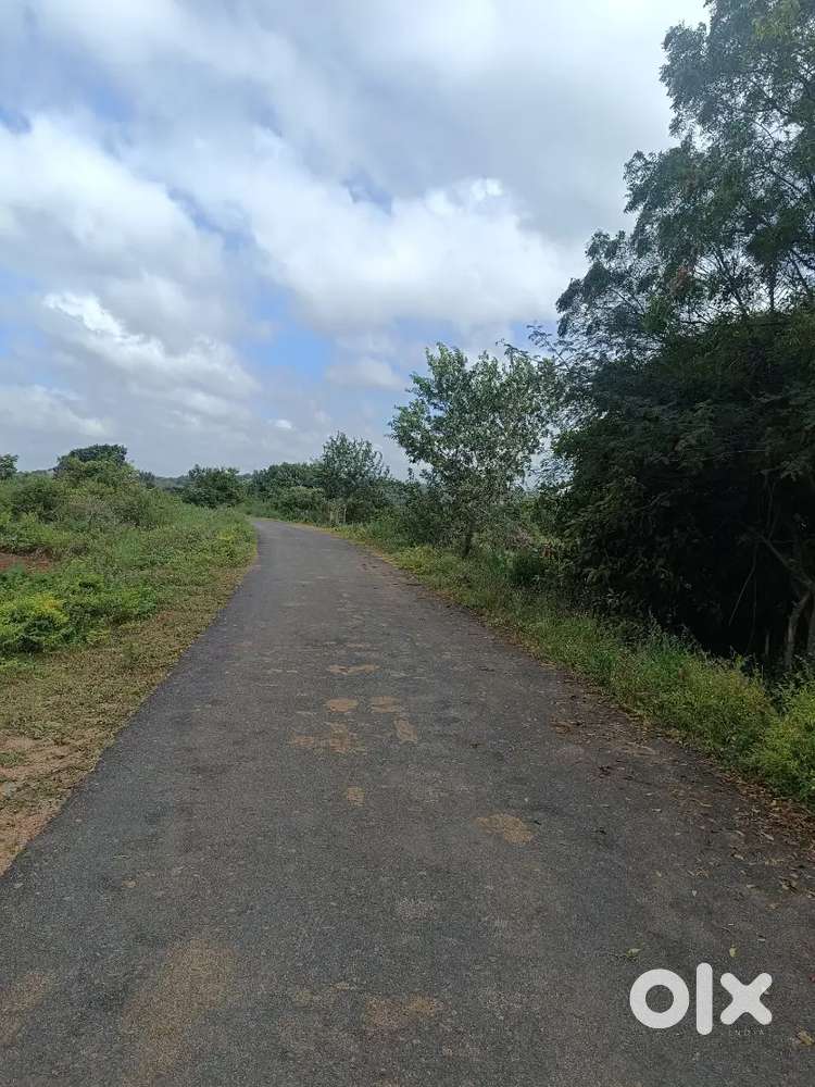 Shadnagar.11 acres mango garden 60 lakhs per acre