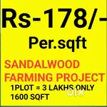 Sandal wood farming project Rs-3 Lakhs