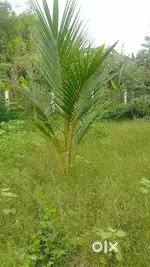 கடம்பூர் பதிவு அலுவலகம் அருகே 5 சென்ட் நிலம் வாடகைக்கு