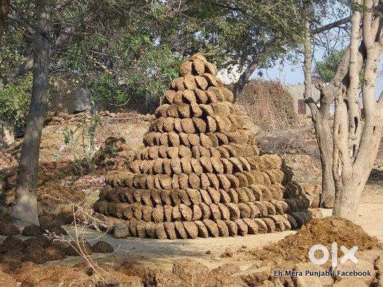 Cow dung cakes