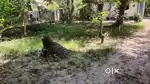 5  Cents land in Alappuzha.