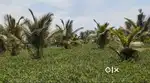 Agricultural land Coconut farm