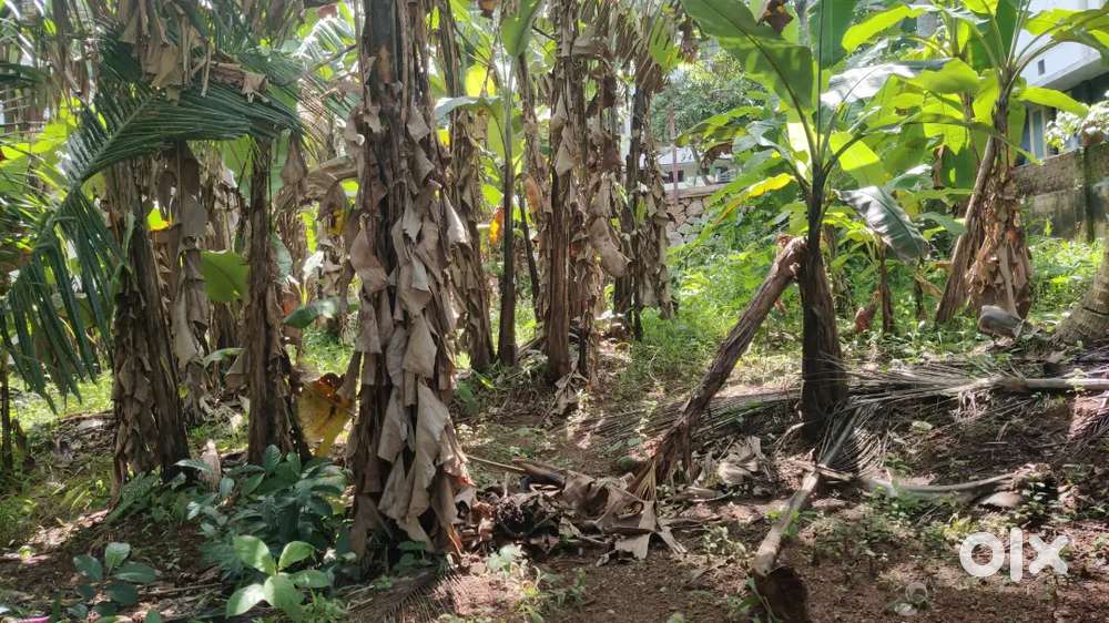 Residential 6.95 Cent Land For Sale at Kuravankonam