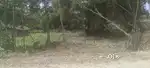 bordumsa tinsukia