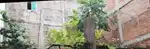 Plot bechna he urgent me 28 lakh bagh umrao dulha main Market me