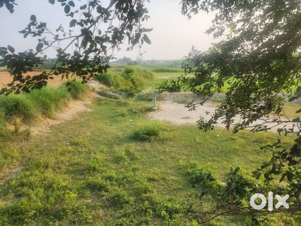 3.5 bigha plot in narwal sarsaul