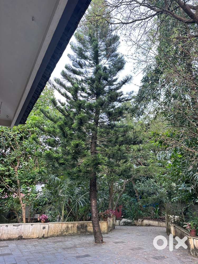 Devadaru plant 27 years old