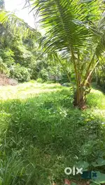 Urgent sale ഫോൺ നമ്പർ in photo 15 cent for sale nedumpana
