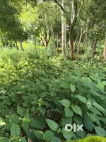 Gomti nagar Plot Laulai