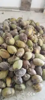 Home grown coconuts