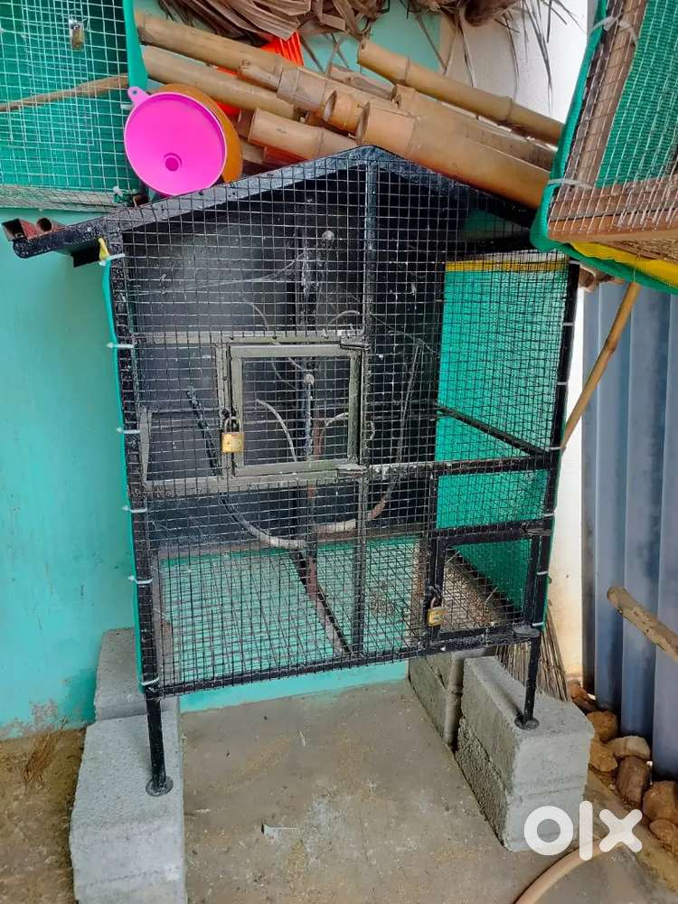 Love birds cage