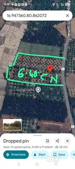 Mango garden for sale