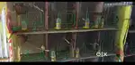 Birds cage sale