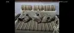 Classic Sofa for sale