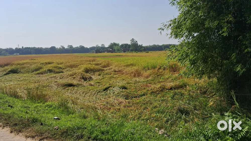 9 katha miyadi land for sale in Jorhat Gharfalia gaon