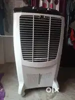 Bajaj collar 2 year old