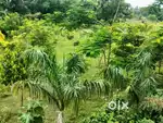 Only land for sale pre decimals