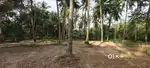 Thachankunne