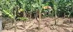 11  CENT PRIME RESIDENTIAL PLOT FOR SALE NEAR NALANCHIRA