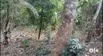 കറുകുറ്റി മാമ്പ്ര പള്ളിക്ക് തൊട്ടടുത്തായി 29 സെന്റ് സ്ഥലം വിൽപ്പനക്ക്