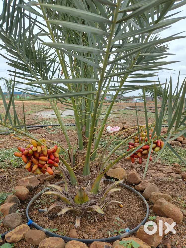 Sampangi'S Treasure valley