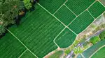 One Acre Agriculture Farmland for sale in Narayankhed Near NIMZ