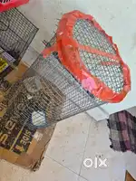 Birds Cage