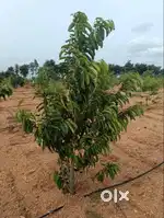 Agriculture land gated community 6534  sqfts just 299/- per sqfts