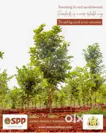 Agriculture land with Red sandal wood plants for sale