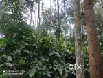 1 Acre Stream-Side Land for Sale Kenichira Wayanad