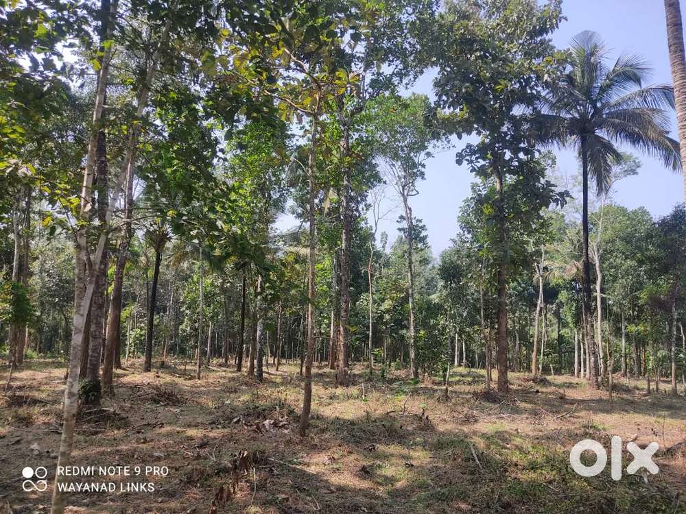 1.75-acre fertile plot in Padichira Wayanad with coconut and trees