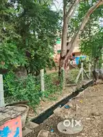 Semi comercial plot