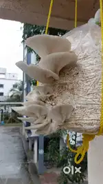 আপনার স্থানীয় দোকানে মাশরুম সেলিং পরিষেবা দিয়ে আপনার নিজস্ব ব্যবসা