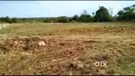 KODANGAL CHANCE PROPERTY,  29  GUNTAS AGRICULTURE LAND FOR SALE