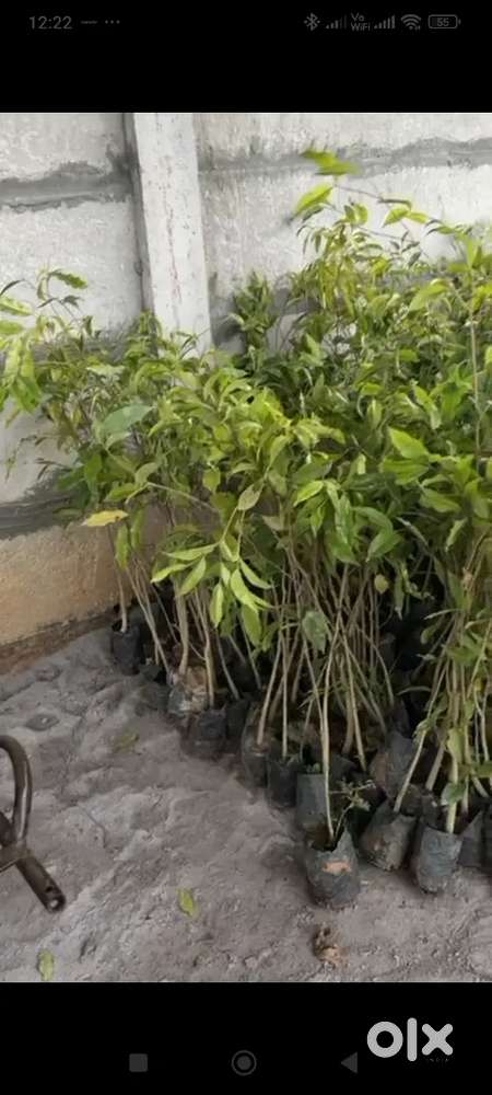 HIGH VALUE LAND HIGH - RETURNS INVESTMENTS FARM PLOTS