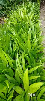 ARECA PLANT (Supari Tree) FOR SELL