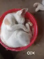 আমি আগরতলা তে একটা ভালো পার্টটাইম কাজের সন্ধানে আছি।