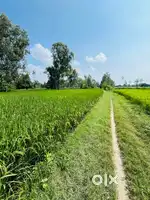 3 bigha agricultural land (khet) for sale