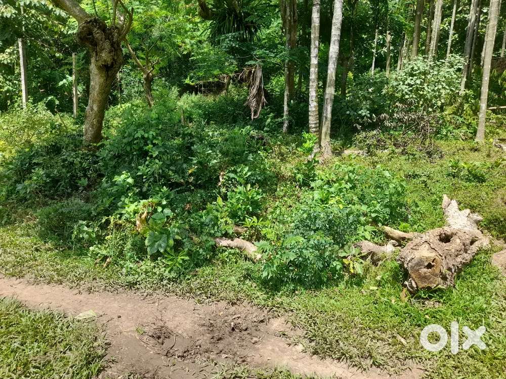 Non belt 1 bigha land teteliya (sonapur)