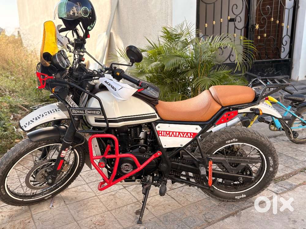 Himalayan 411 Snow White