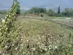 Shalimar property dealers